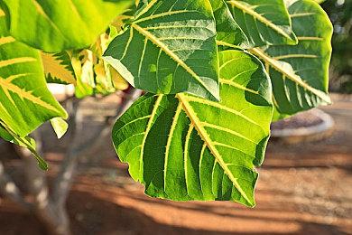 《寂静岭：飞升》怪物废案流出 点燃粉丝讨论热情